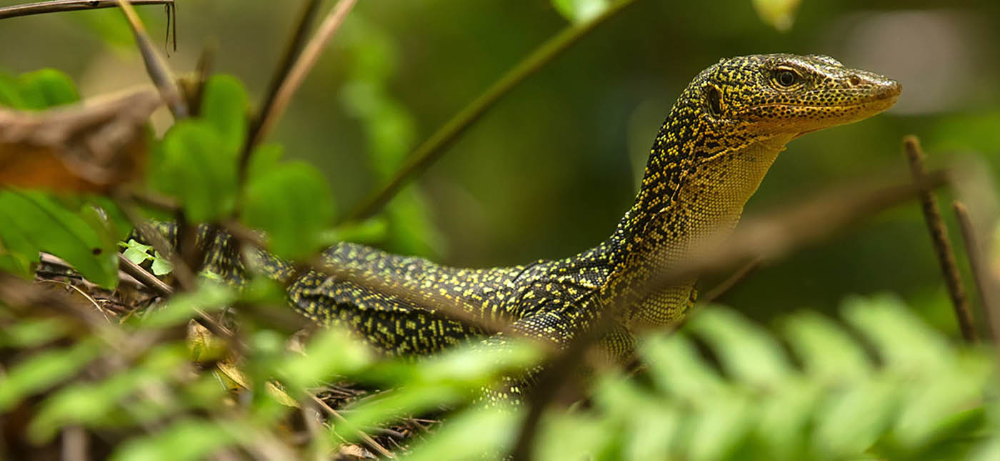 Characteristics of lizards