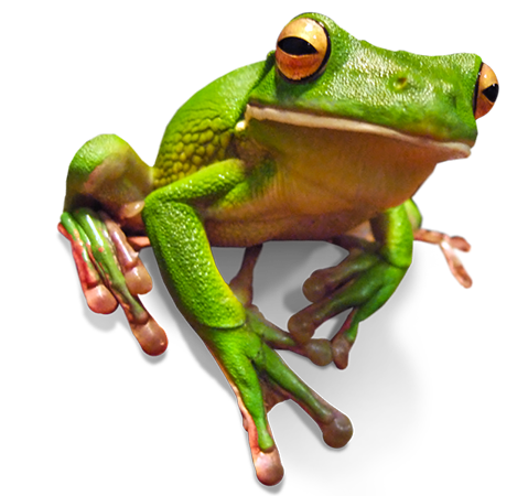Tropical frog